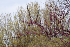 Cercis canadensis