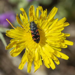 Acmaeodera quadrizonata