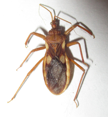 Reduviinae