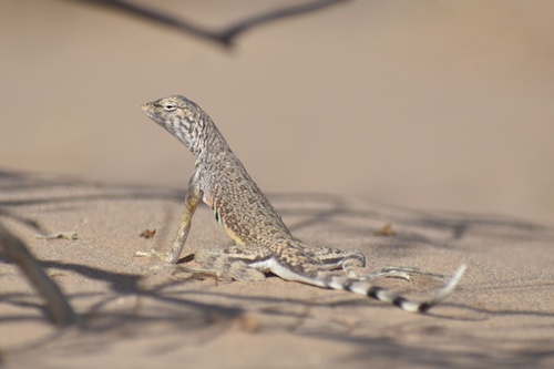 Zebra-tailed Lizard