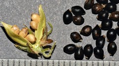 Pombalia communis