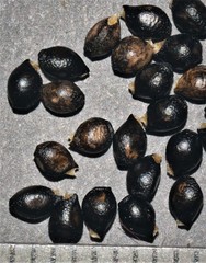 Pombalia communis