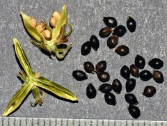 Pombalia communis