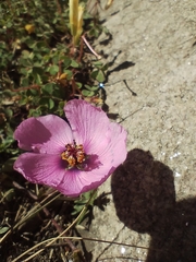 Modiolastrum gilliesii