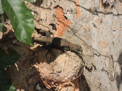 Peters' Lava Lizard