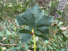 Hakea prostrata, photograph (c) smathichong, some rights reserved (CC BY)