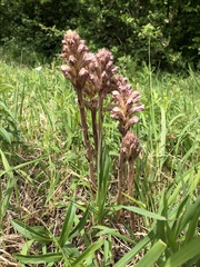 Orobanche lutea