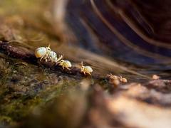 Sminthurides aquaticus