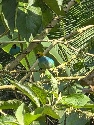 Gilt-edged Tanager