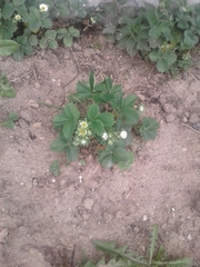 Fragaria × ananassa