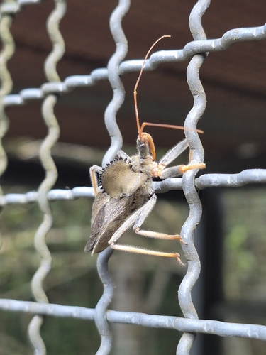 Arilus carinatus