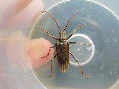 Oxymirus cursor