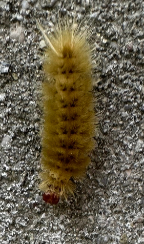 Sycamore Tussock Moth