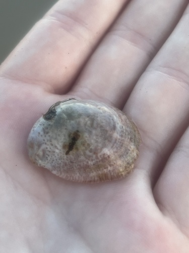 Common Atlantic Slippersnail