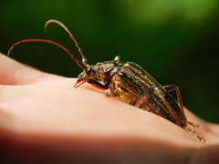 Oxymirus cursor