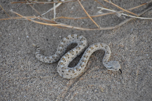 Sidewinder