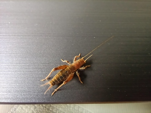 Hairy Scale-cricket