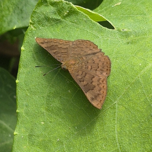 Emesis ocypore