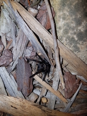 Harpactirinae