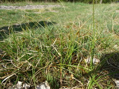 Carex arenaria