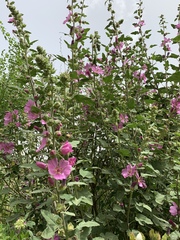 Pavonia lasiopetala