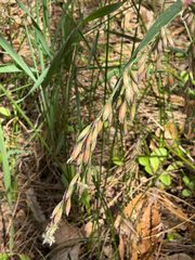 Ehrharta calycina, photograph (c) smathichong, some rights reserved (CC BY)