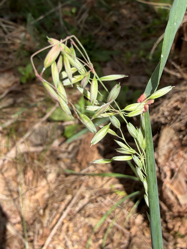 Ehrharta calycina, photograph 6