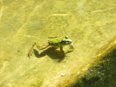 Pelophylax saharicus