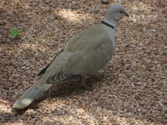 Streptopelia decaocto