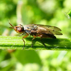 Otitini