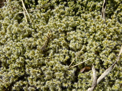 Racomitrium canescens