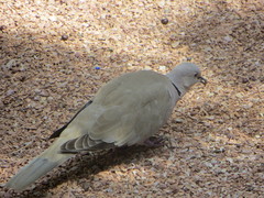 Streptopelia decaocto