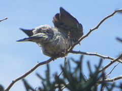 Streptopelia decaocto
