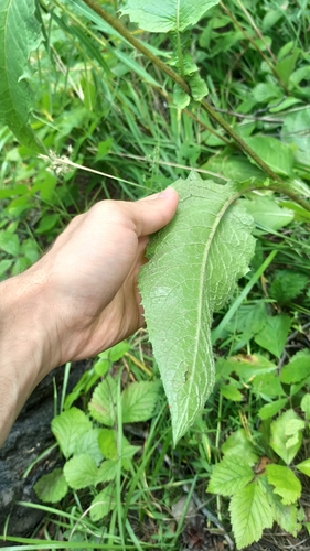 Crepis sibirica, photograph 4