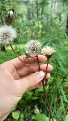Crepis sibirica, photograph 5