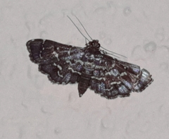 Image of Eurrhyparodes splendens