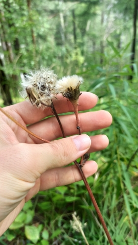 Crepis sibirica, photograph 6