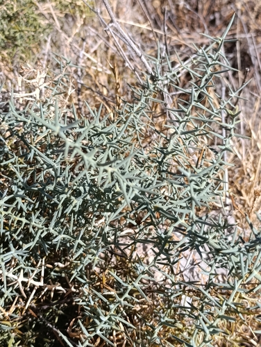 Grey Asparagus