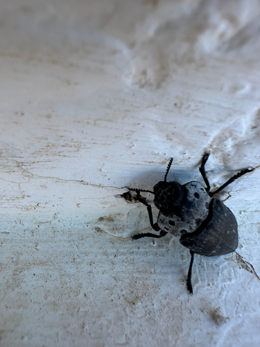Flat-headed Root-borer