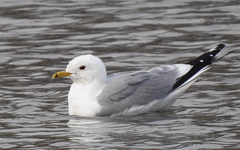 Larus canus