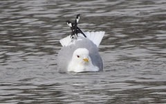 Larus canus