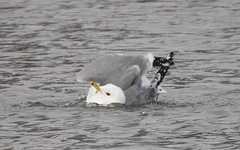 Larus canus