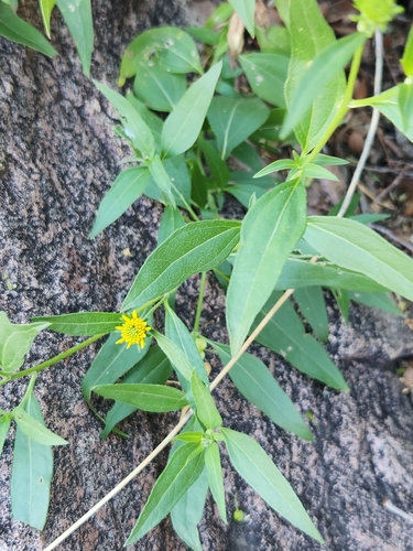 Viguiera dentata