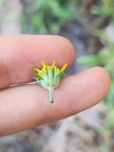 Viguiera dentata, photograph 2
