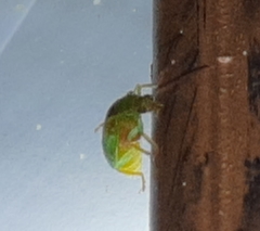 Diabrotica porracea