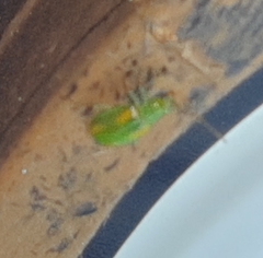 Diabrotica porracea