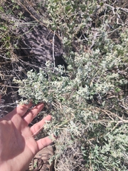 Salvia pinguifolia