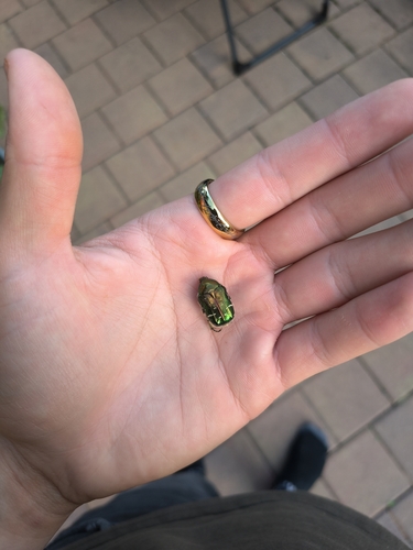 European Rose Chafer
