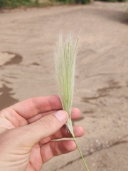 Leptochloa crinita, photograph author not stated, no rights reserved