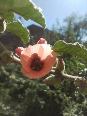 Sphaeralcea bonariensis